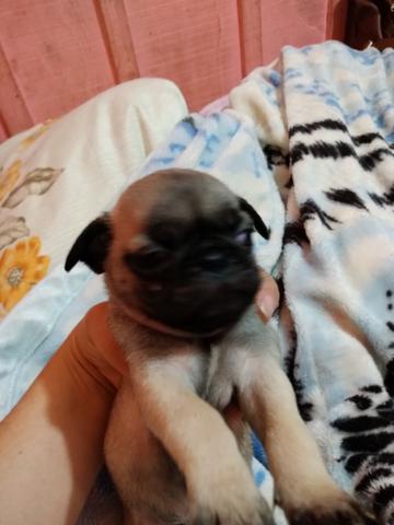 Pug Nabuco abricot