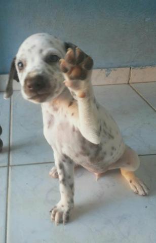 Vendo filhotes de dalmata