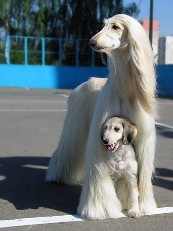 saluki olx