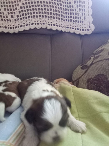 Femea Fêmea de shih tzu