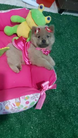 Chow chow fêmea ?? anão raridade olhos azul.?? - Foto 6