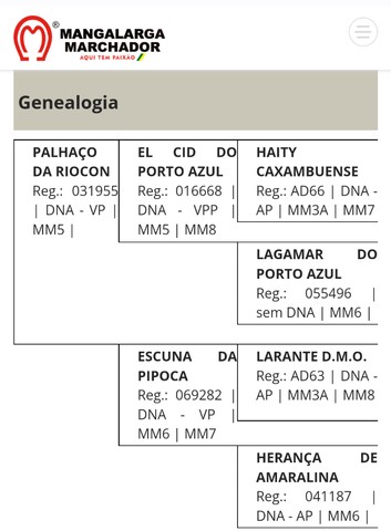 POTRO MANGALARGA MARCHADOR 