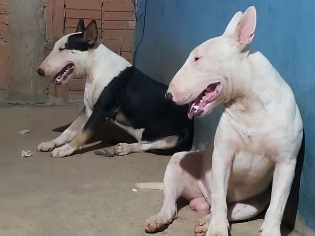 bull terrier *