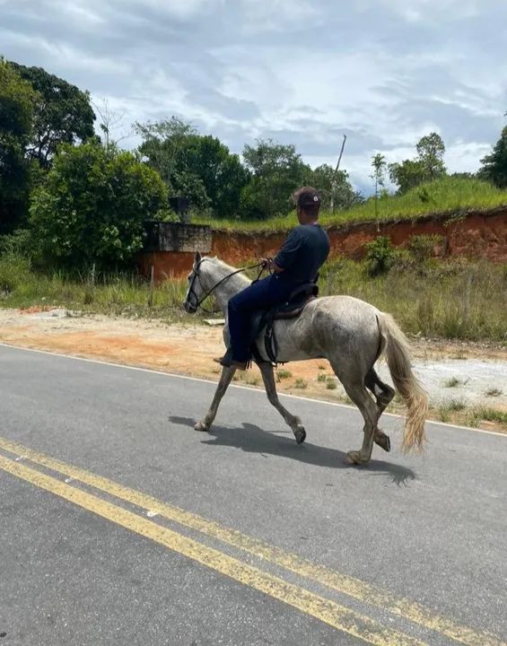 Vendo cavalo marcha picada. - Foto 2