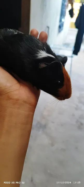 Porquinho da índia  - Foto 3