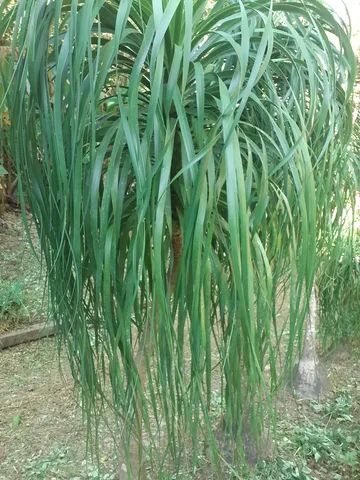 Pata de elefante(nolina) 2,10 - Foto 3