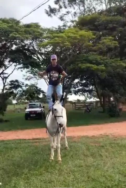 Burro branco para venda