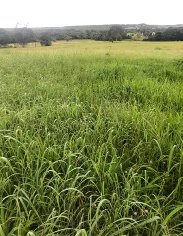 Fazenda 22 Alqueires, Dueré, Pecuária
