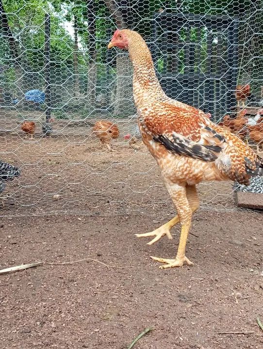 Frango caipira  - Foto 4