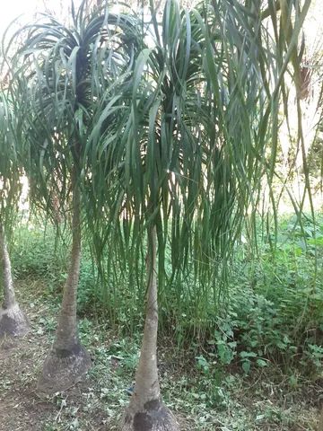 Pata de elefante(nolina) 2,10 - Foto 2