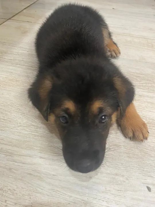 Filhotes de Pastor Alemão - Foto 2