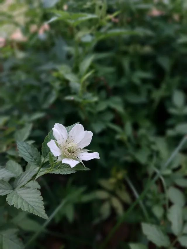 mudas de framboesa silvestre(vermelha) 60cm - Foto 5