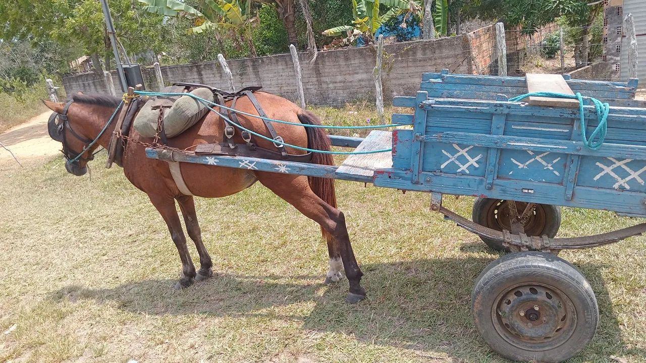 Cavalo com carroça 1.800 do jeito que tá na foto