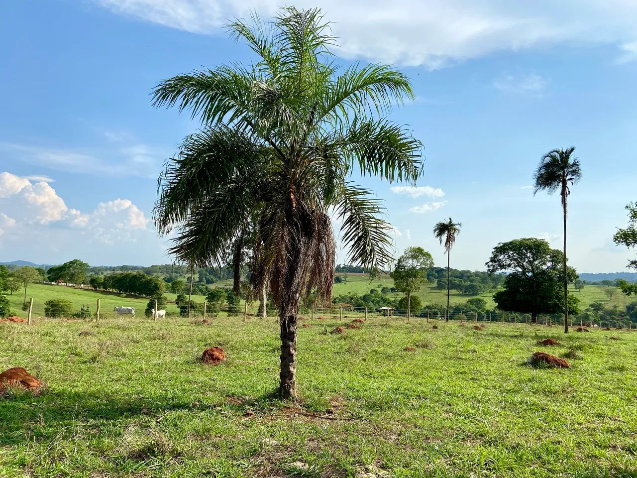 Chácara de quase meio alqueire em Petrolina de Goiás 