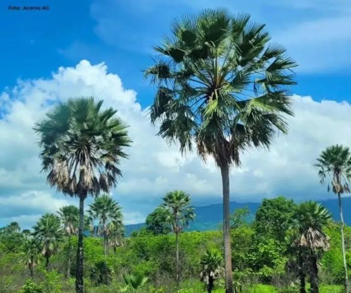 Carnaúba em peças, pedaços.