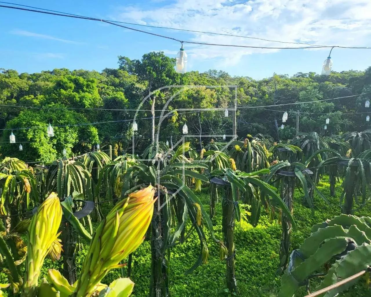 Imóvel para venda possui 5000 metros quadrados com 3 quartos em Meaípe - Guarapari - ES - Foto 4