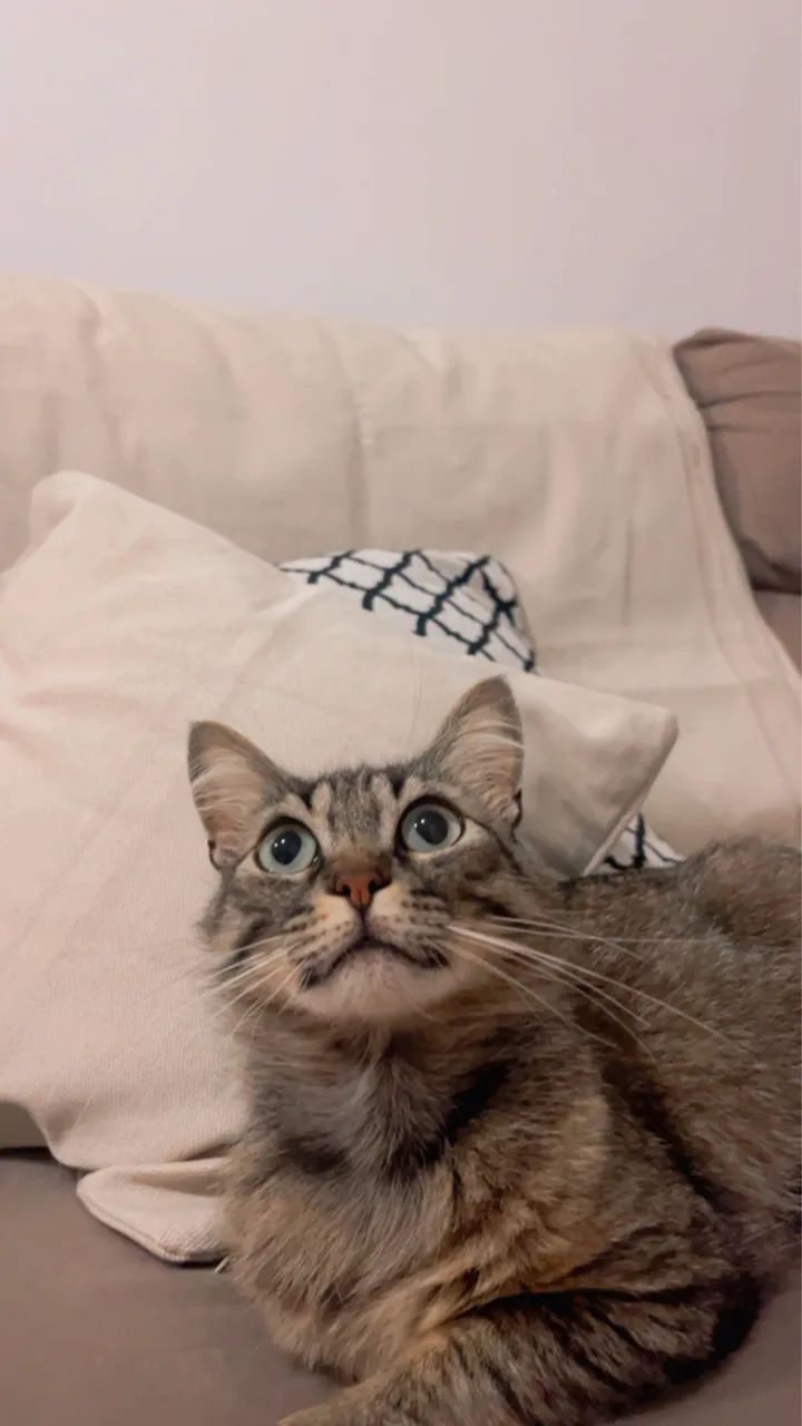 Doa se gatinho macho  - Foto 2