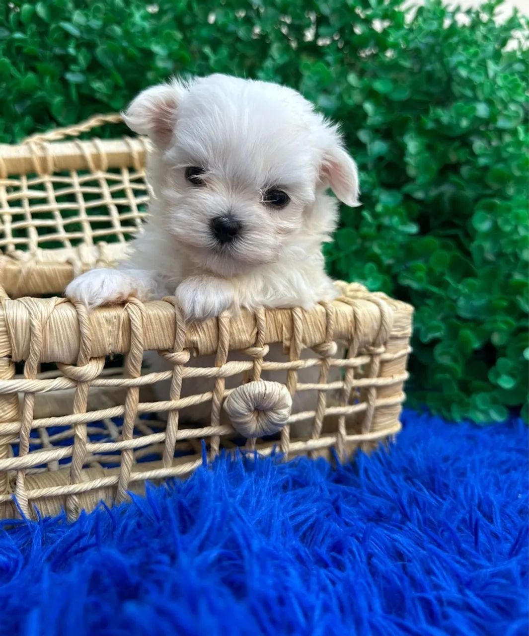 Filhote de Maltês Macho