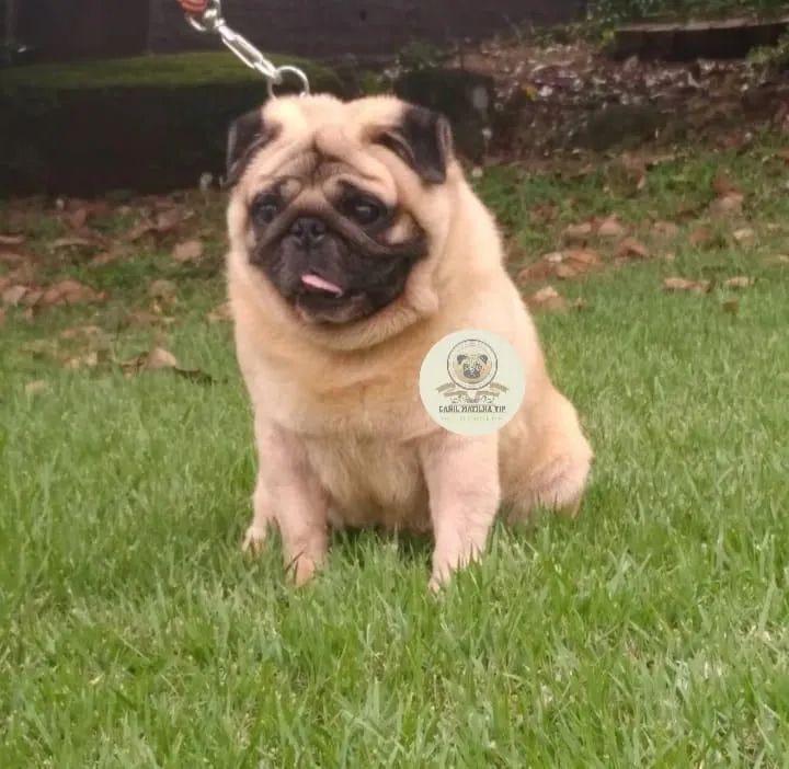 Casal de Pug adultos