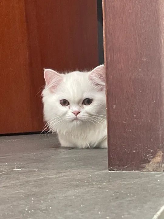 Gatinha Persa Branco - Fêmea  - Foto 4