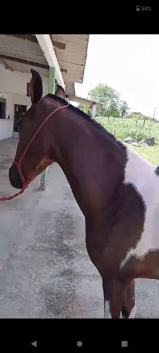 Potra 2 anos - Foto 3