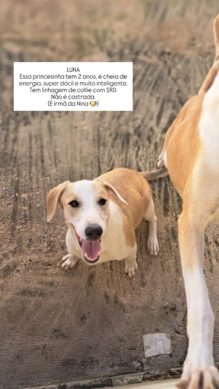 Cachorros para doação responsável
