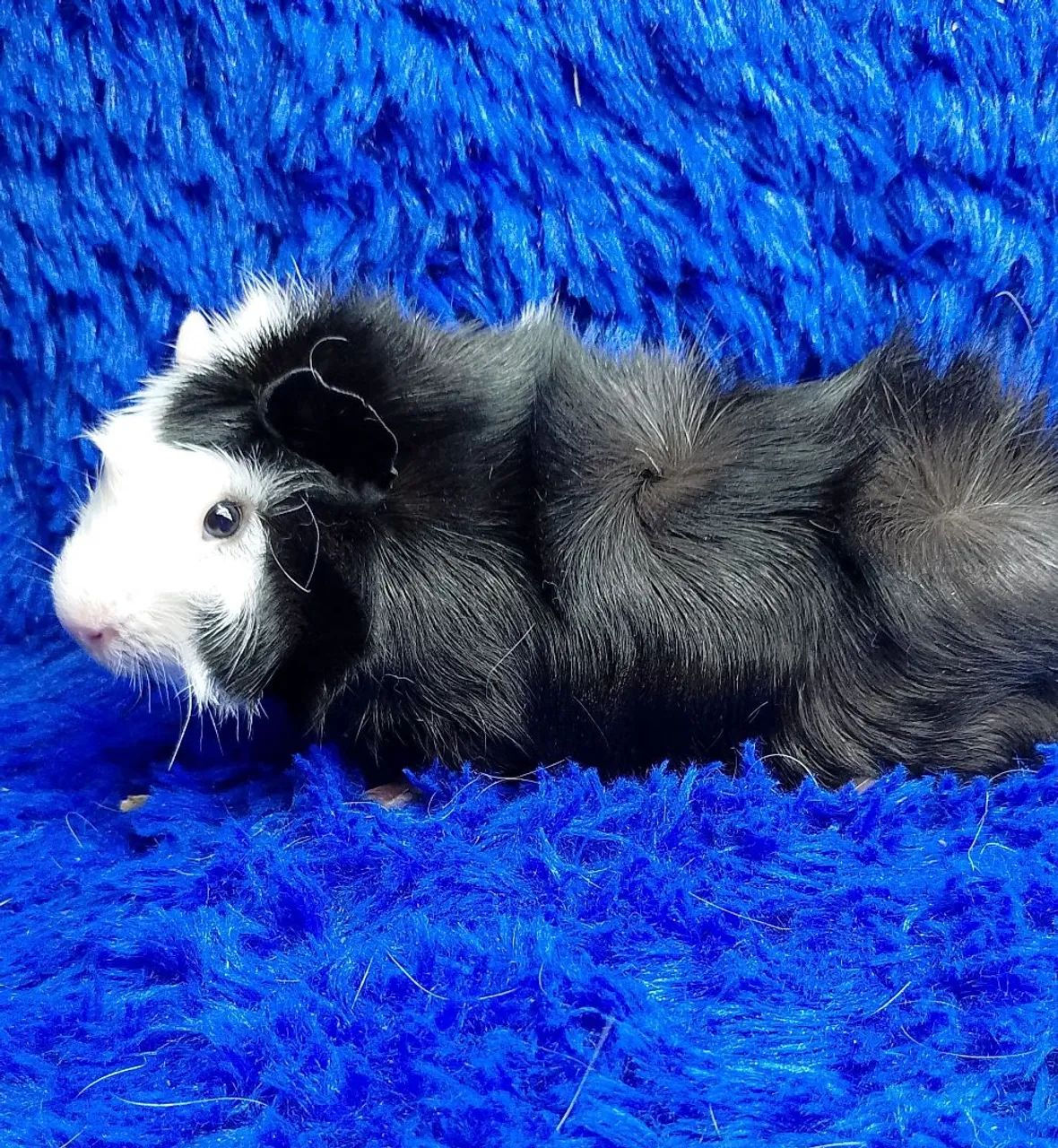 Porquinho da índia inglês, branco  - Foto 2