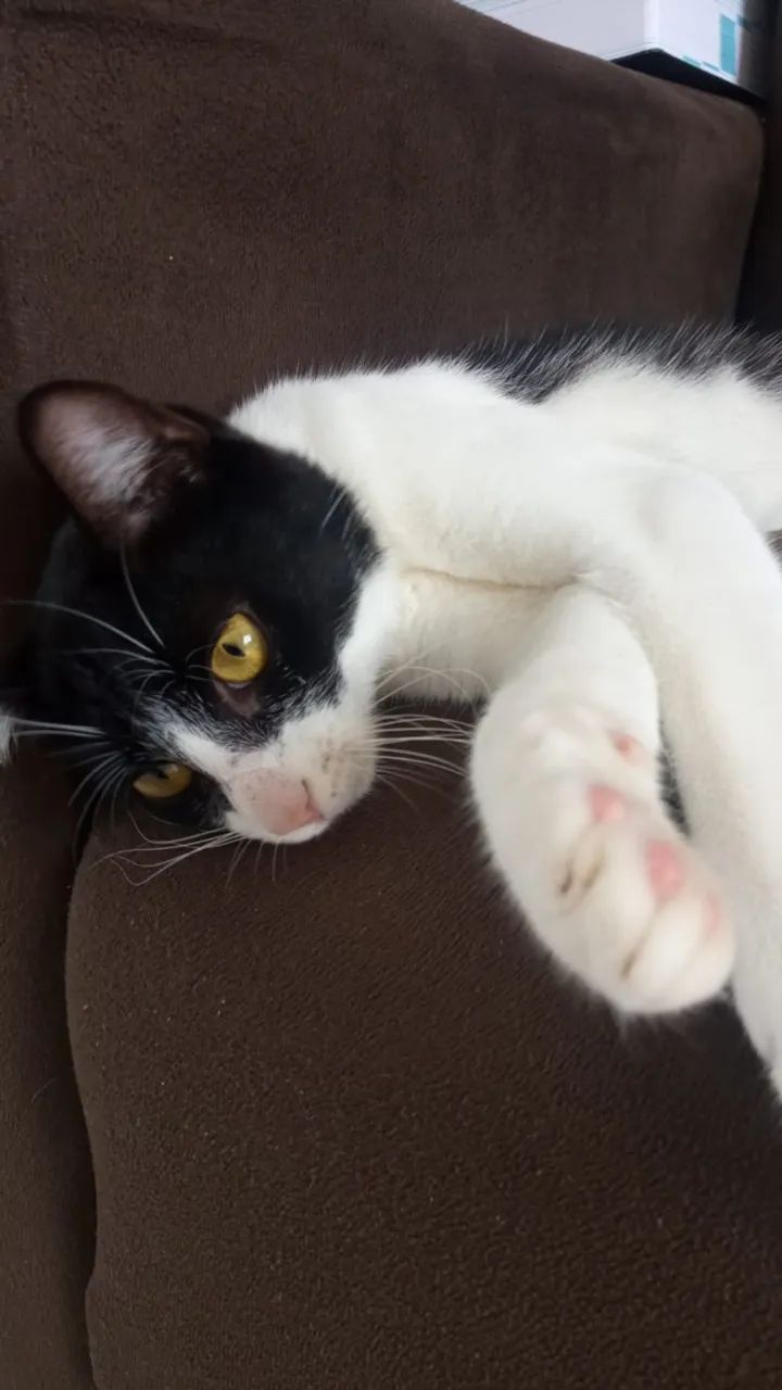 Gatinha fofa, dócil e carinhosa! (Resgatada das ruas) - Foto 3
