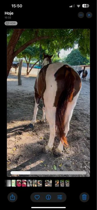 Cavalo de esteira / direita