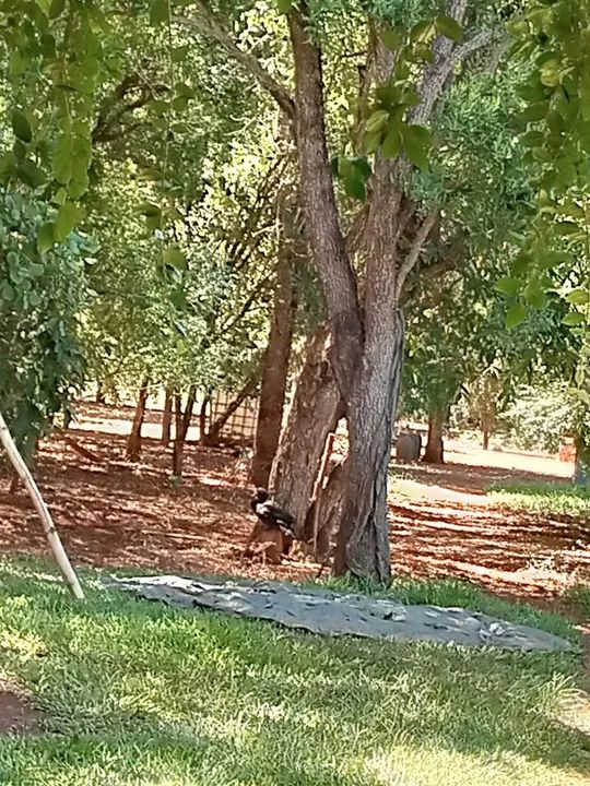 Vendo Sítio na Gameleira!