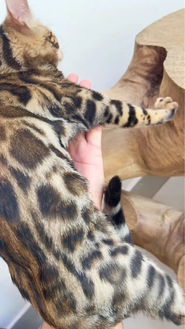 Gato Bengal  - Foto 3