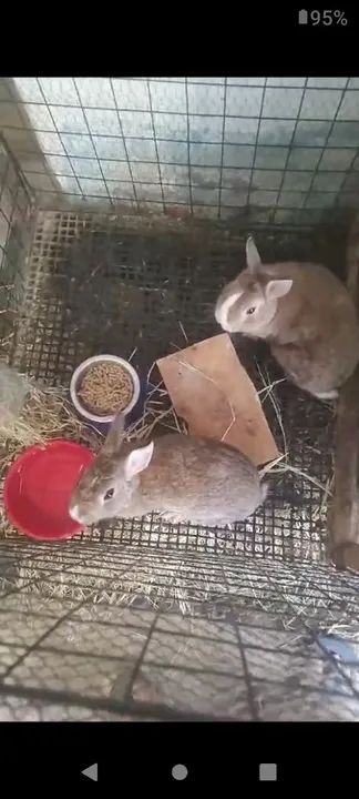 Dois coelhos fofinhos para doação adoção - Foto 3