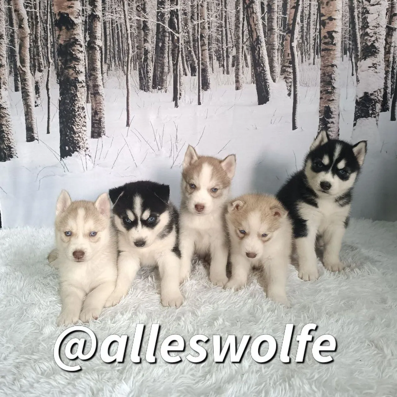 Husky siberiano