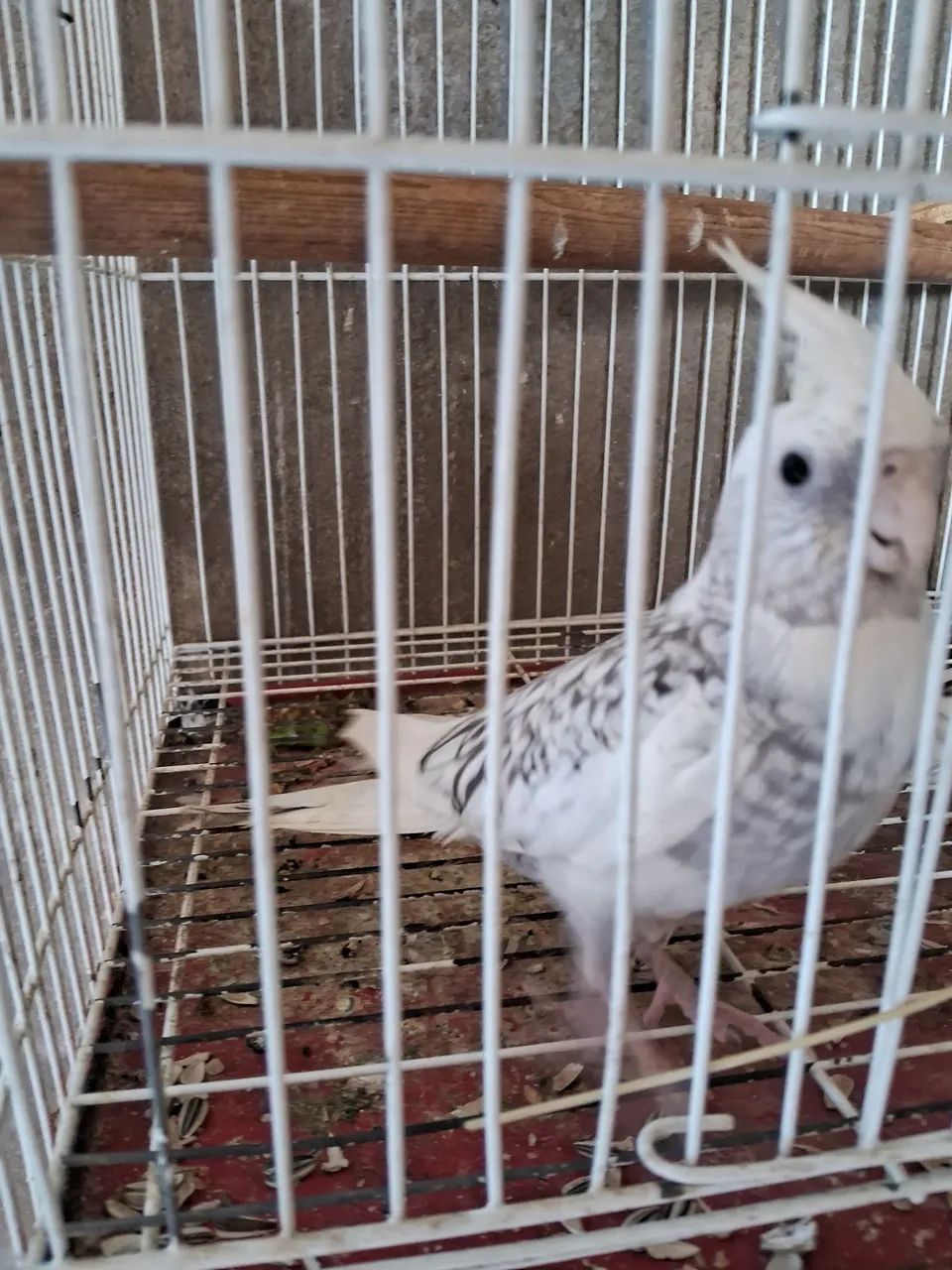 Linda gaiola64314061320963123