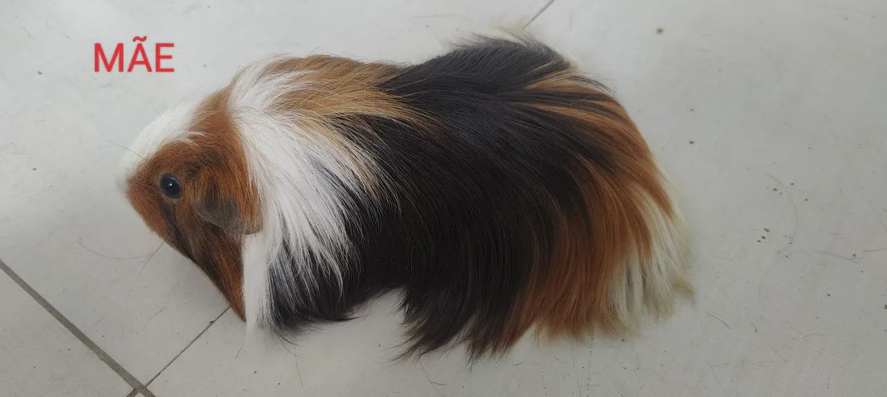 Porquinhos da índia raça Sheltie lindos - Foto 3