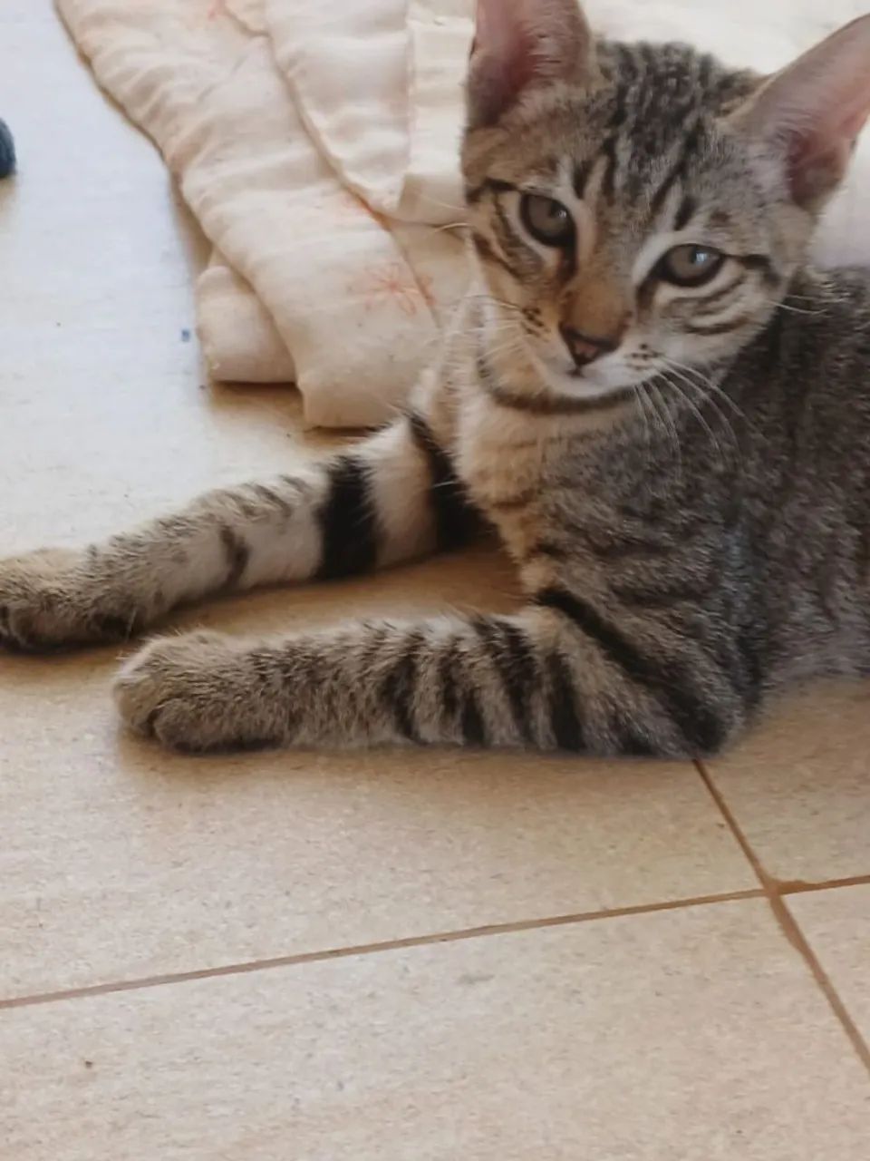 Gatos filhotes para adoção URGENTE - Foto 2