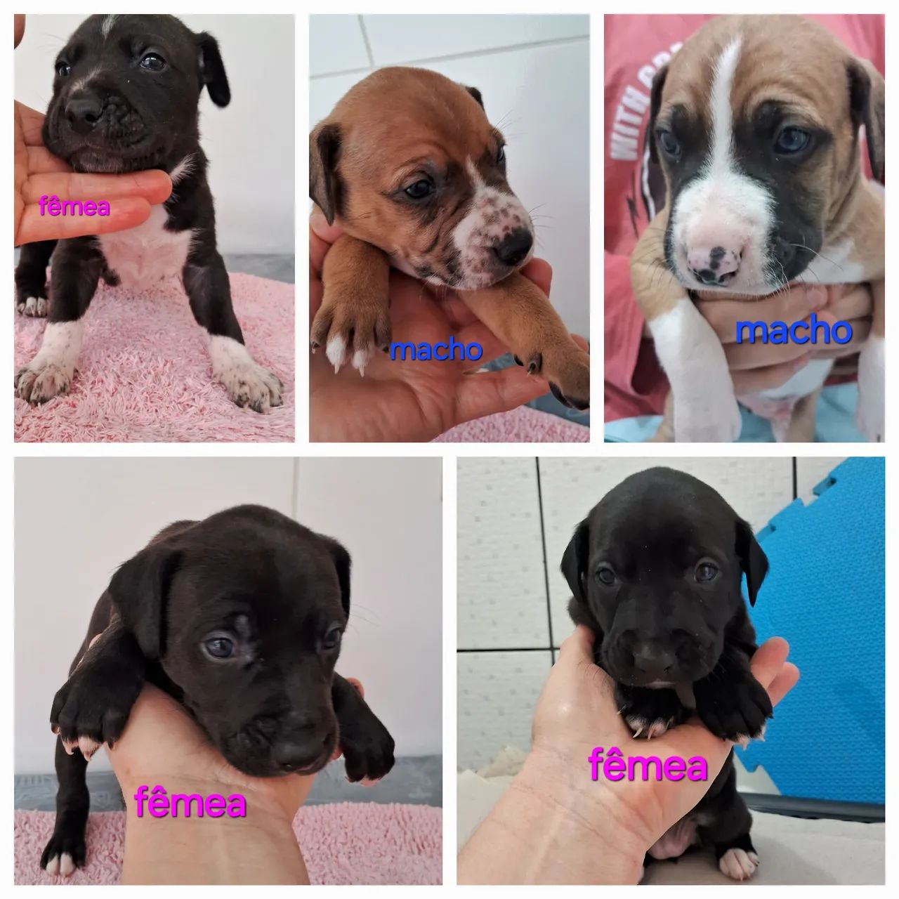 Filhotes de cães - Lindos e saudáveis - Foto 2