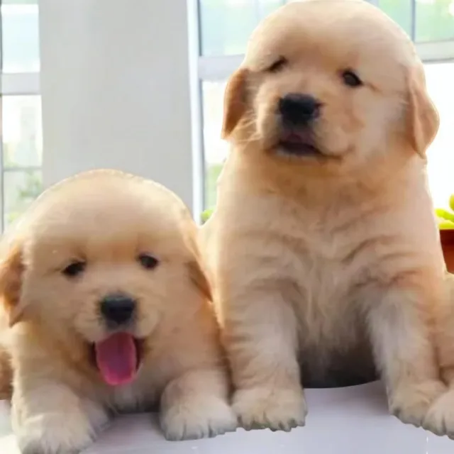 Golden Retriever Filhotes Amor a Primeira Vista 