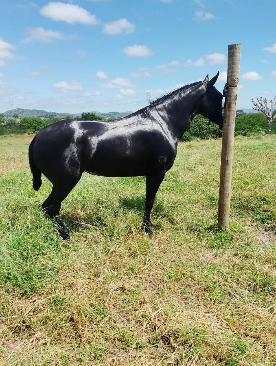 Égua manga larga 