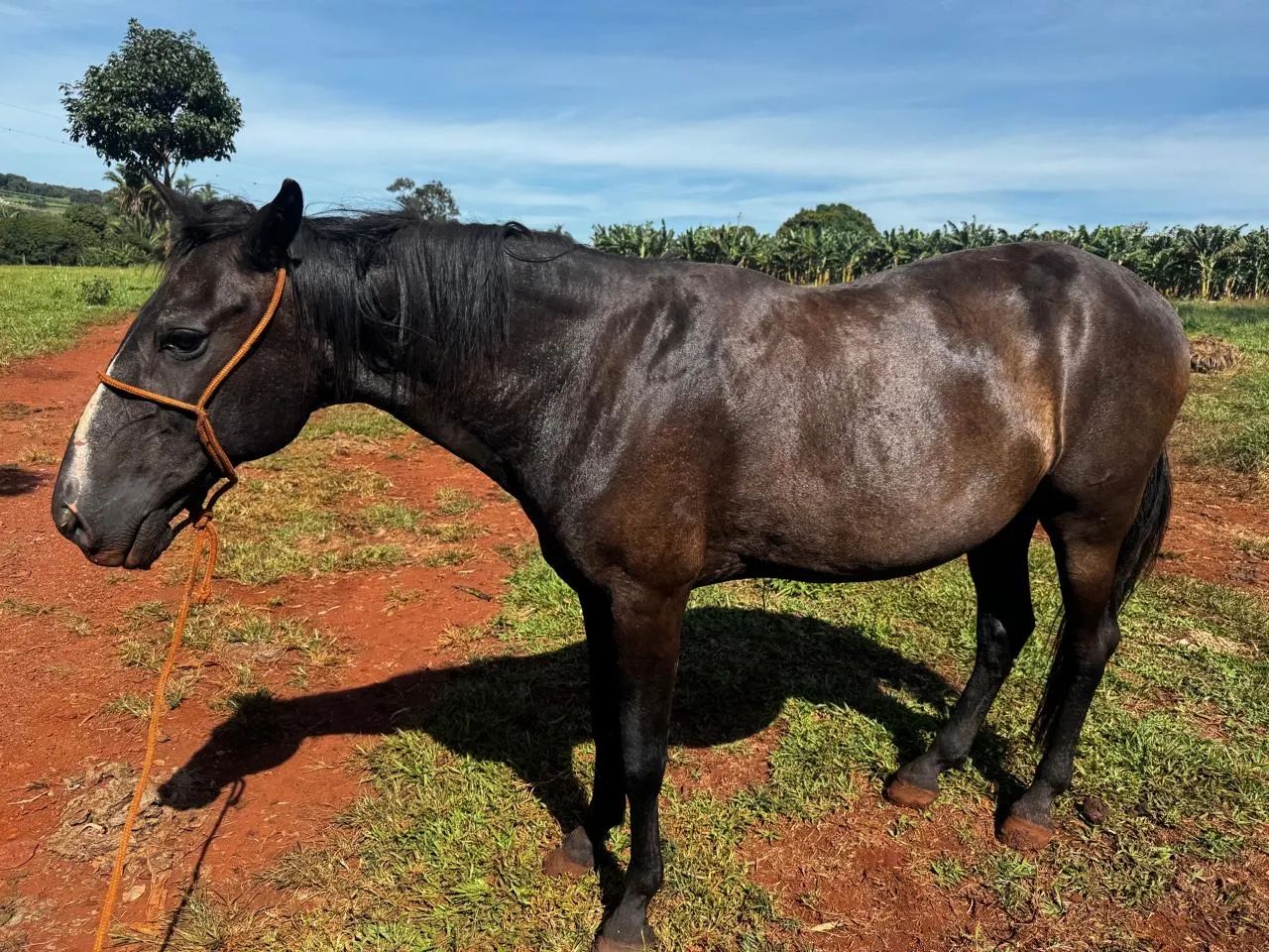Cavalo Mangalarga Marchador - Foto 6