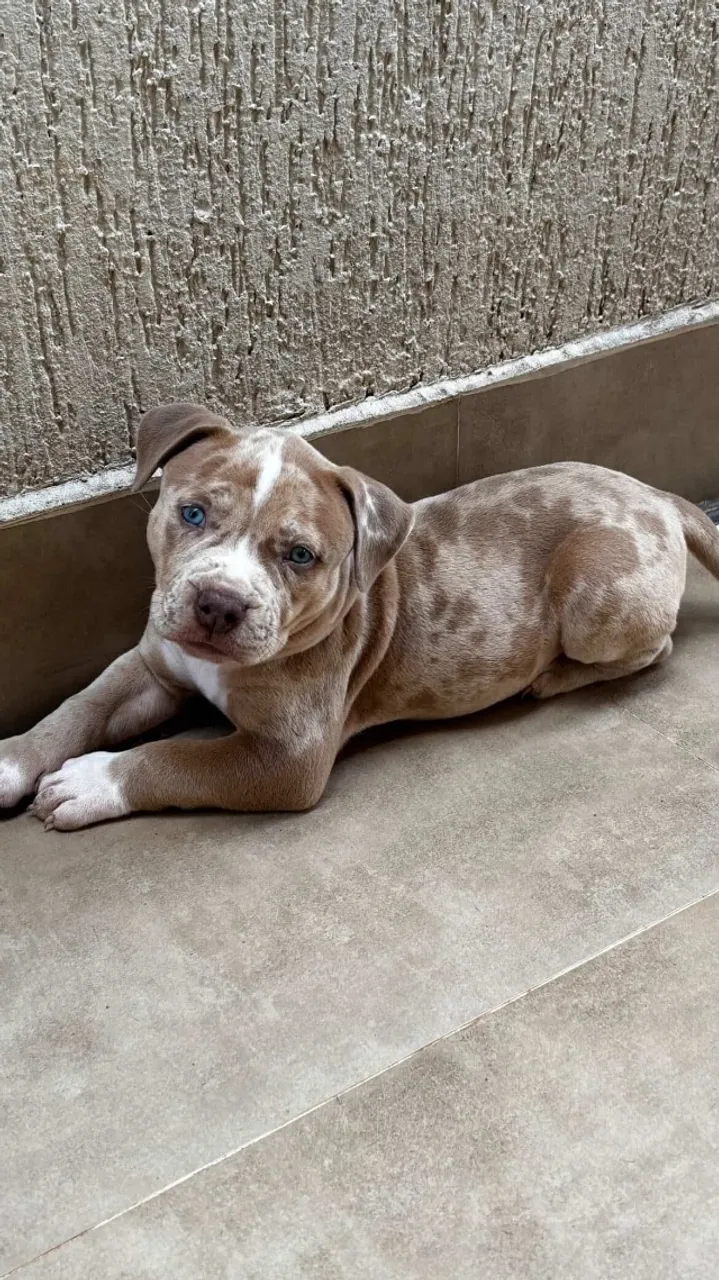 Filhote fêmea de pit monster lilac merle , com pedigree ibc ! Vacinado e vermifugada!