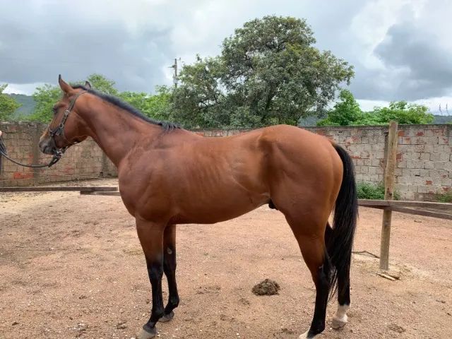 CAVALO QUARTO DE MILHA PURO COM REGISTRO - Foto 4