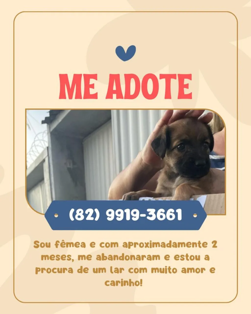 Filhote fêmea de 2 meses para adoção