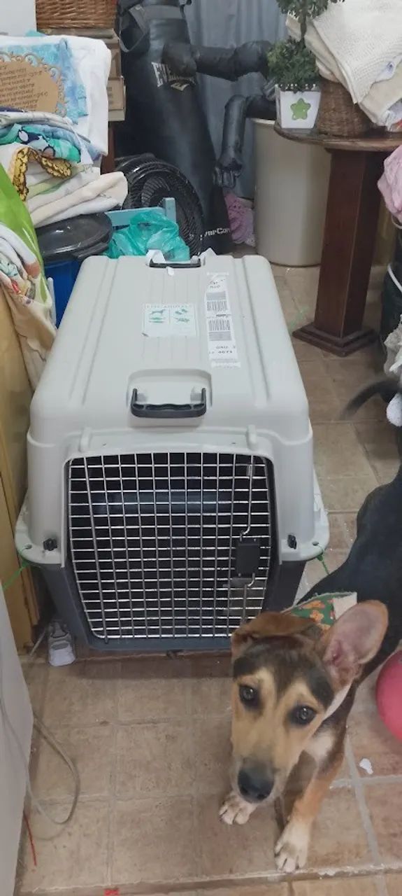 Caixa de Transporte para animais Iata - Foto 2