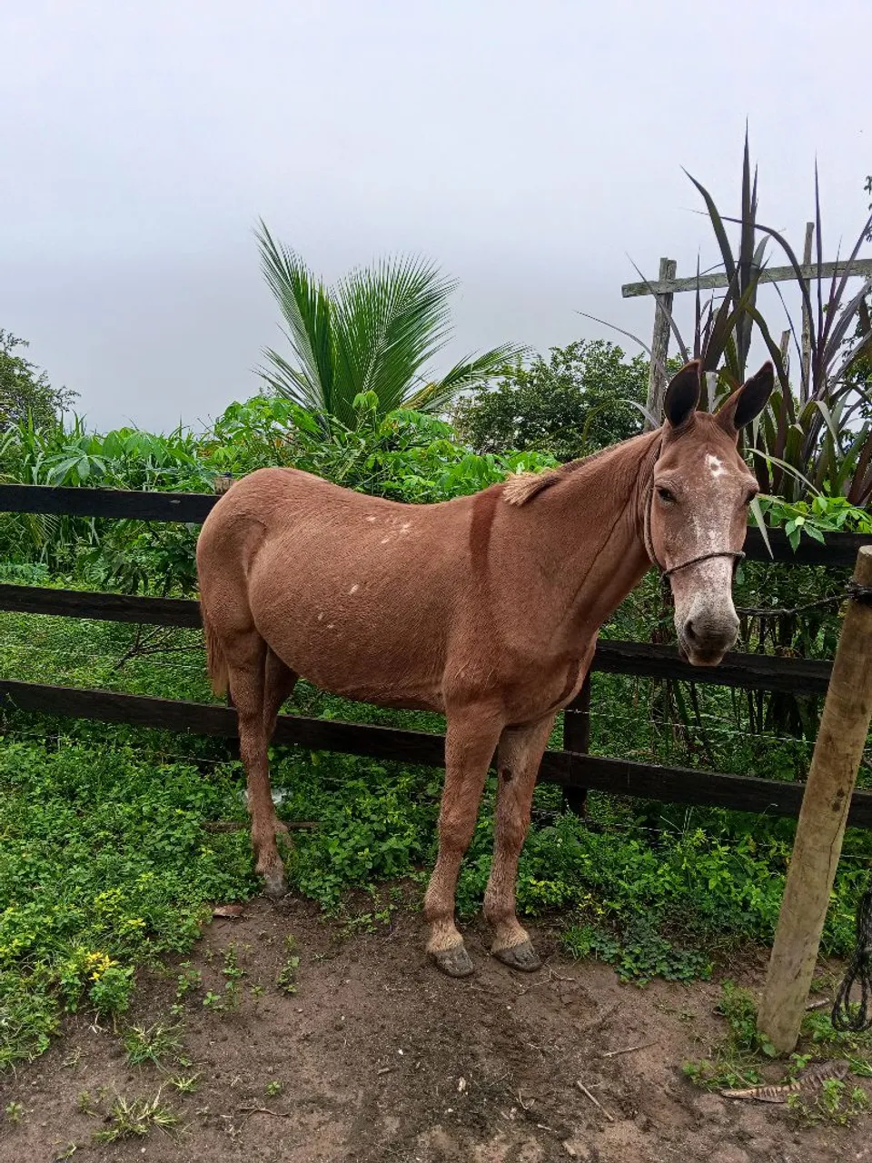 Vendo / Troco Burro de marcha picada