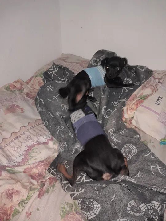 Casal de Pinscher  - Foto 4