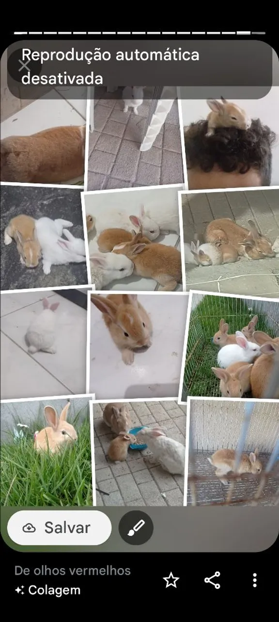 Coelhos de olhos para adoção