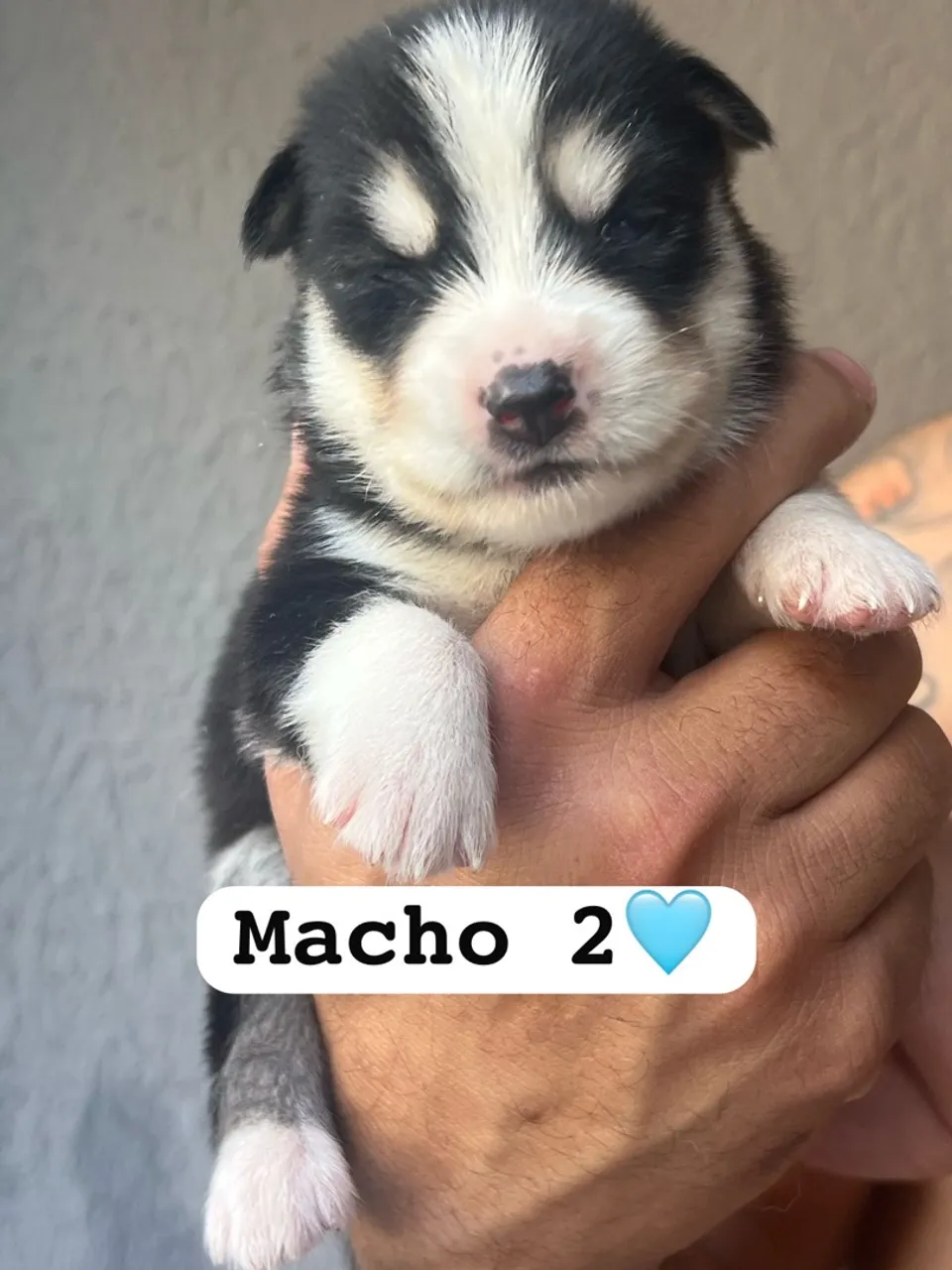 Cachorros husky siberiano