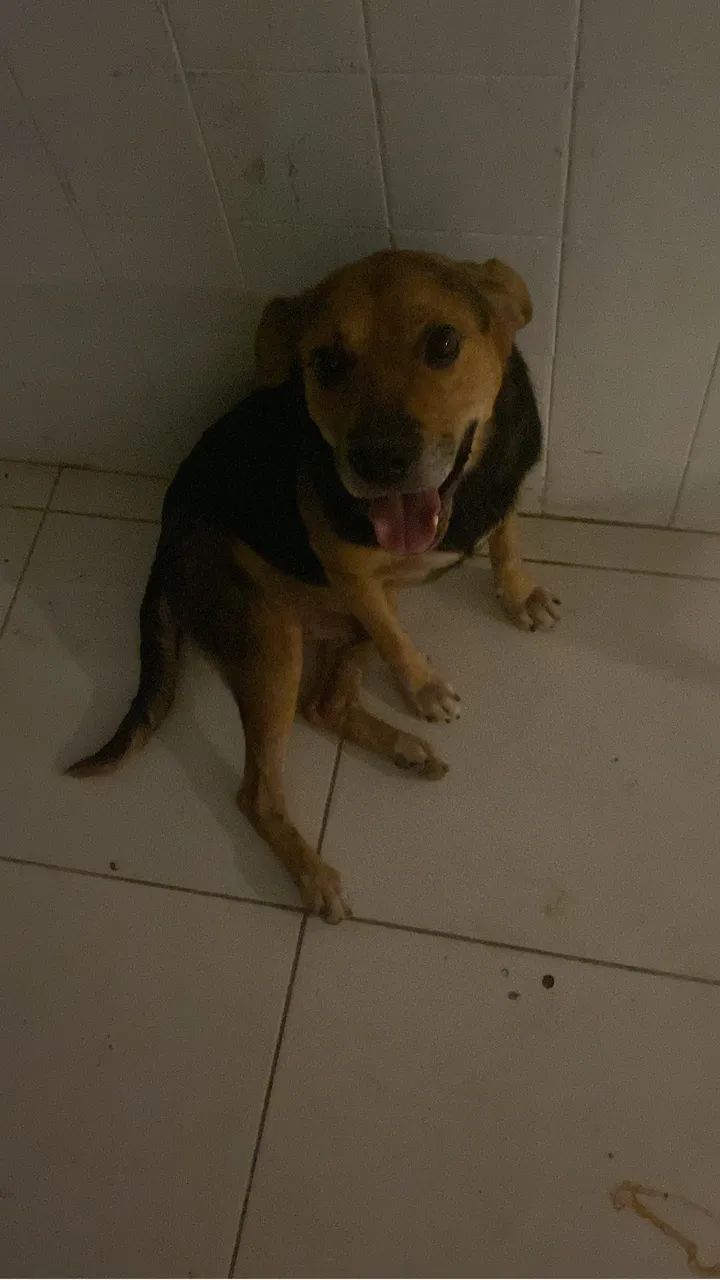 Cão mistura de raça SRD com beagle - Foto 4