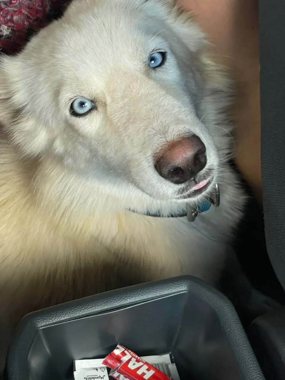 Husky Siberiano de olhos azuis